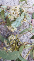 Eucalyptus crebra