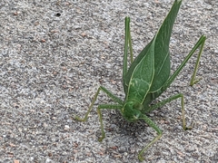 Microcentrum rhombifolium