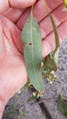 Eucalyptus crebra