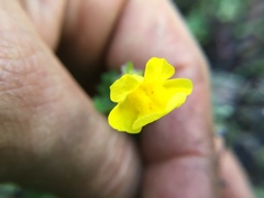 Erythranthe michiganensis