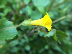 Erythranthe michiganensis