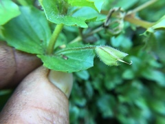 Erythranthe michiganensis