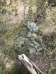 Dermatocarpon luridum