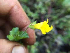 Erythranthe michiganensis