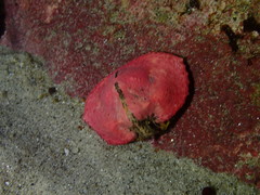 Cryptolithodes typicus