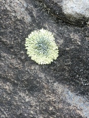 Protoparmeliopsis muralis muralis