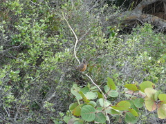 Pipilo erythrophthalmus alleni