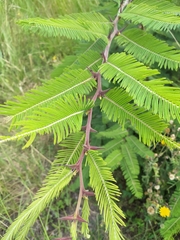 Vachellia pennatula