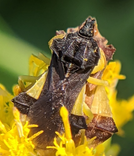 Pennsylvania Ambush Bug
