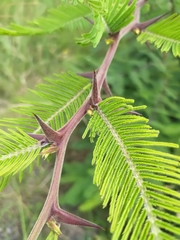 Vachellia pennatula