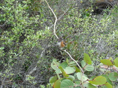 Pipilo erythrophthalmus alleni