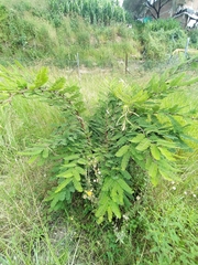 Vachellia pennatula