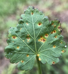 Puccinia modiolae