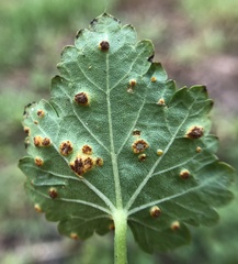 Puccinia modiolae