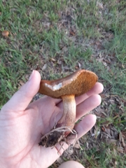 Boletus luridellus