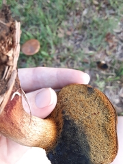Boletus luridellus
