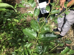 Cinnamomum yabunikkei