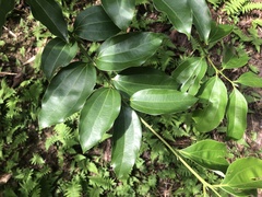 Cinnamomum yabunikkei