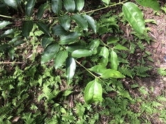 Cinnamomum yabunikkei