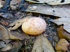 Nyctidromus albicollis