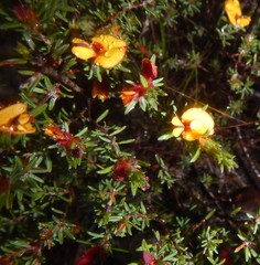 Pultenaea tenuifolia