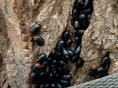 Plagiodera arizonae