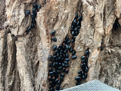 Plagiodera arizonae