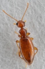 Pseudocyclodinus glaber