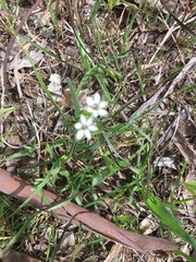 Wurmbea dioica