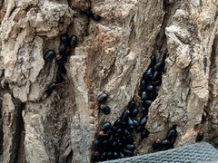 Plagiodera arizonae