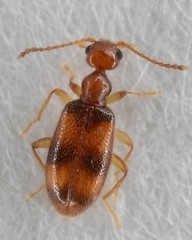 Sapintus rarus