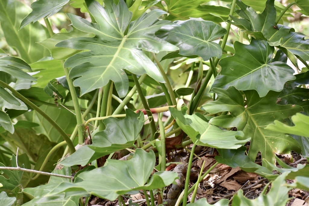 mature philodendron XL Philodendron White Wizard Plant 6