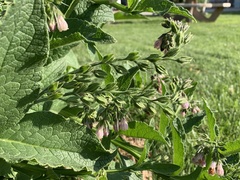 Symphytum officinale