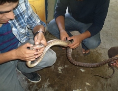 Trimorphodon biscutatus