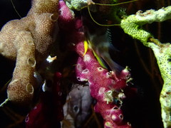 Didemnum membranaceum