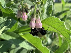 Symphytum officinale