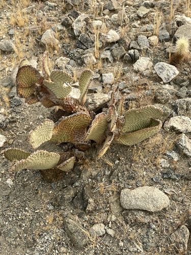 iNaturalist observation photo of Beavertail Pricklypear