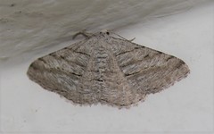Digrammia pallorata