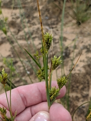 Cyperus houghtonii