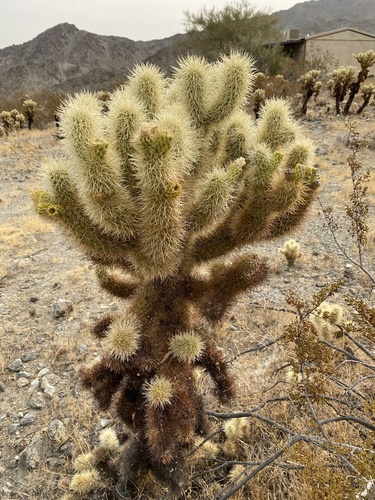 iNaturalist observation photo of Teddybear Cholla