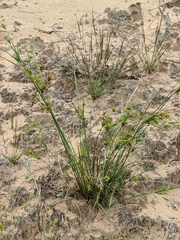Cyperus houghtonii