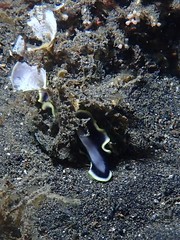 Pseudoceros paralaticlavus