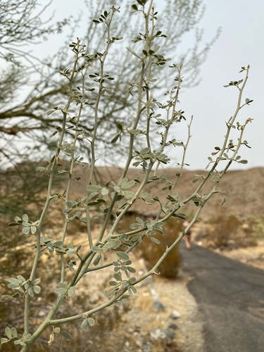 iNaturalist observation photo of blue palo verde