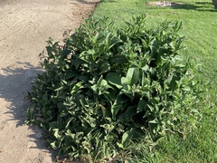 Symphytum officinale