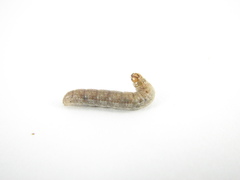 Euxoa ochrogaster