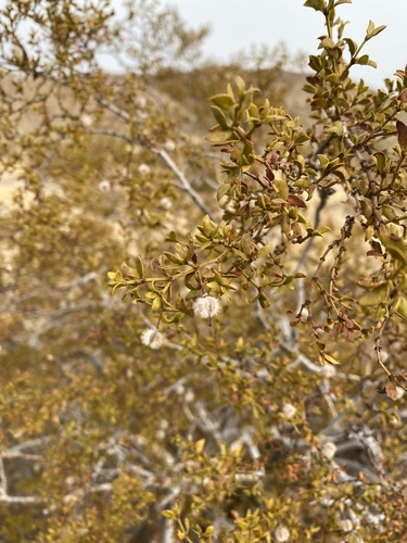 iNaturalist observation photo of Creosote Bush