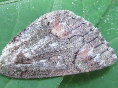 Dindica virescens