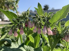 Symphytum officinale