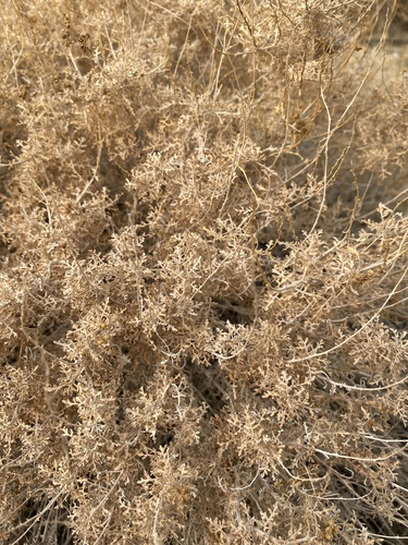 iNaturalist observation photo of Burrobush
