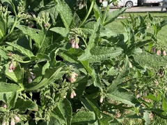 Symphytum officinale